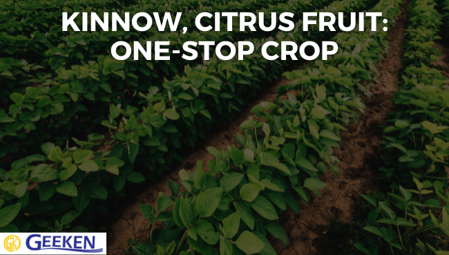 KINNOW, CITRUS FRUIT: ONE-STOP CROP