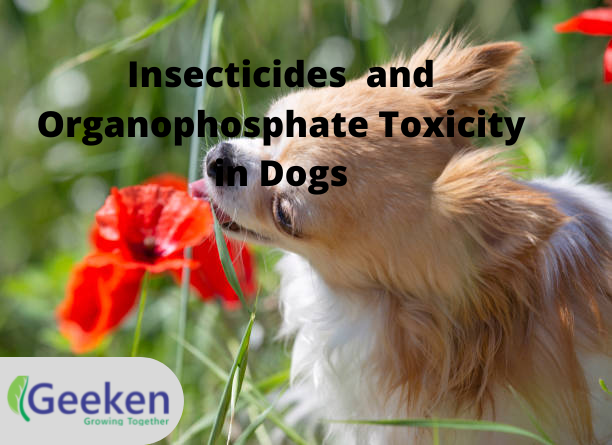 Insecticides and Organophosphate Toxicity in Dogs