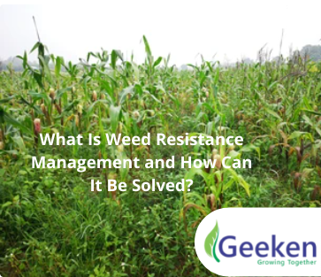 Geeken Chemical What Is Weed Resistance Management and How Can It Be Solved