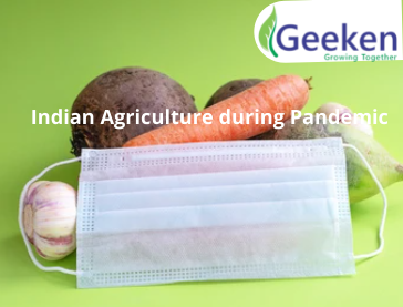 Indian Agriculture during Pandemic