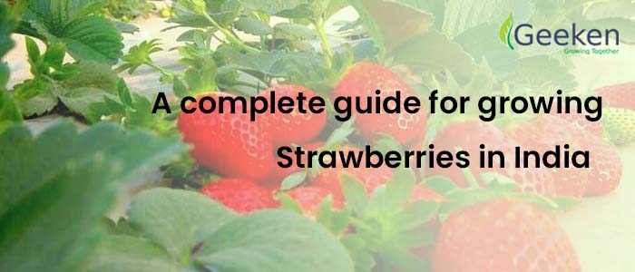A complete guide for growing strawberries