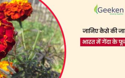 जानिए कैसे की जाती है भारत में गेंदा के फूल की खेती और खरपतवार को खत्म करने का उपाय