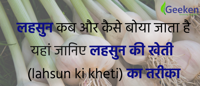 लहसुन कब और कैसे बोया जाता है , यहां जानिए लहसुन की खेती (lahsun ki kheti) का तरीका