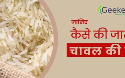 भारत के टॉप 5 चावल उत्पादक राज्य , जानिए कैसे की जाती है चावल की खेती