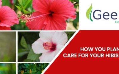 How you plan to care for your hibiscus plant